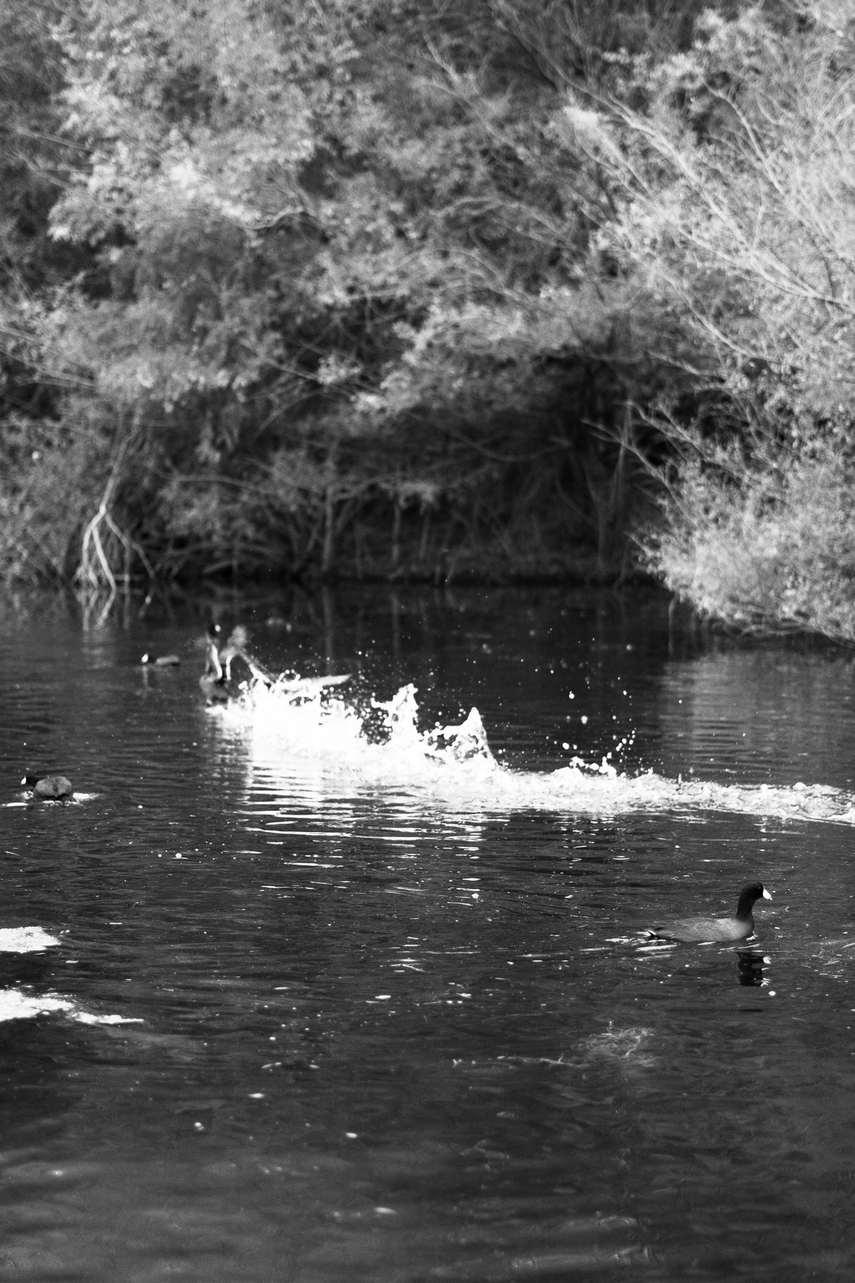 Ducks on the Pond